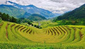 Khám phá các ruộng bậc thang đẹp nhất Lào Cai vào mùa lúa chín